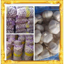 China Knoblauch Preis / Natual Jinxiang Knoblauch / Knoblauch Exporteure China